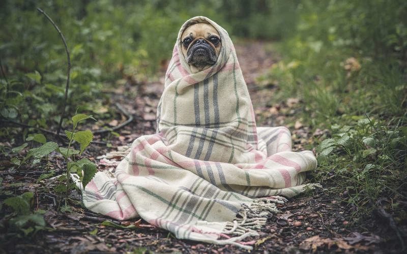 Fiera del Marrone 2009